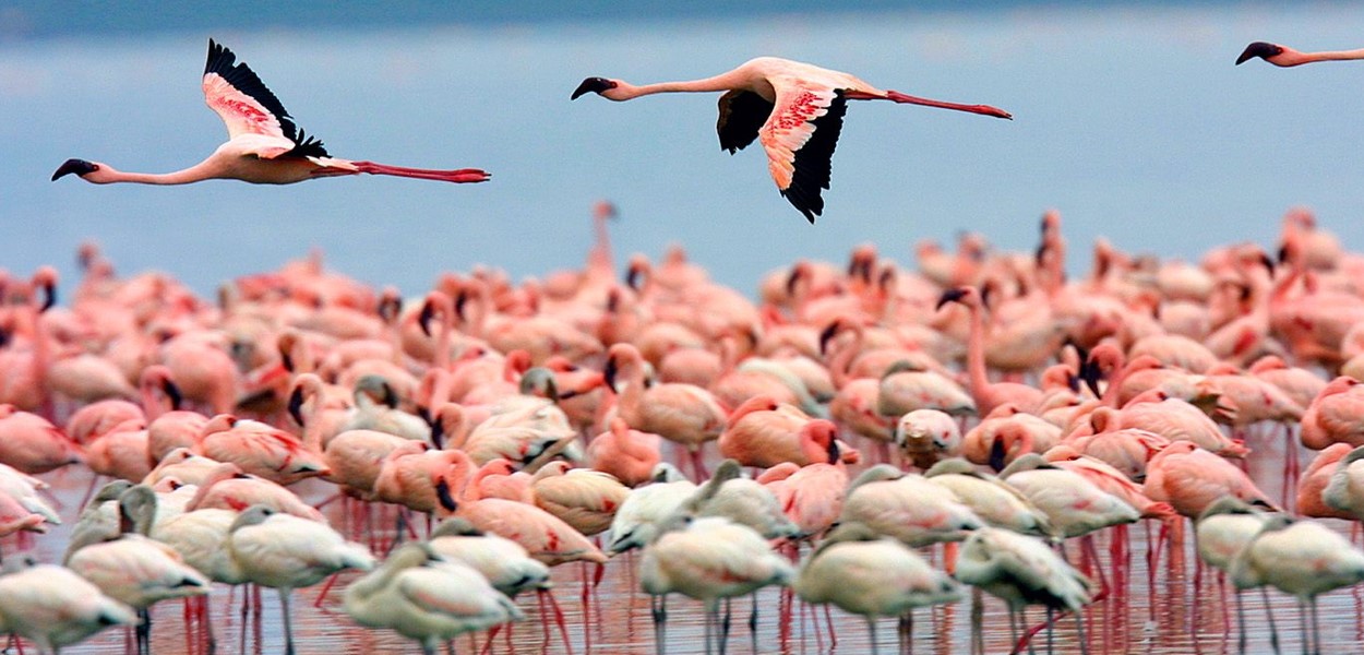 Maasai Mara Adventure