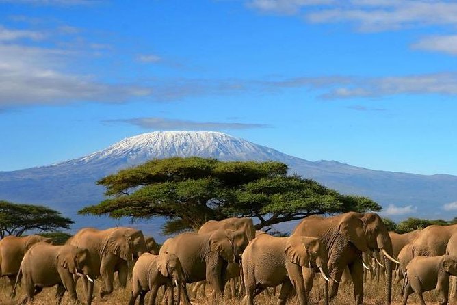 Amboseli & Kilimanjaro Safari: A Luxury Adventure with Majestic Views