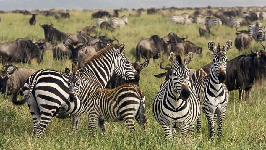 Serengeti & Ngorongoro Safari: A Journey through Tanzania’s Wildlife Wonders