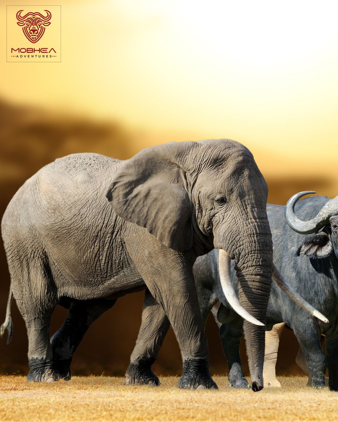 Maasai Mara Adventure