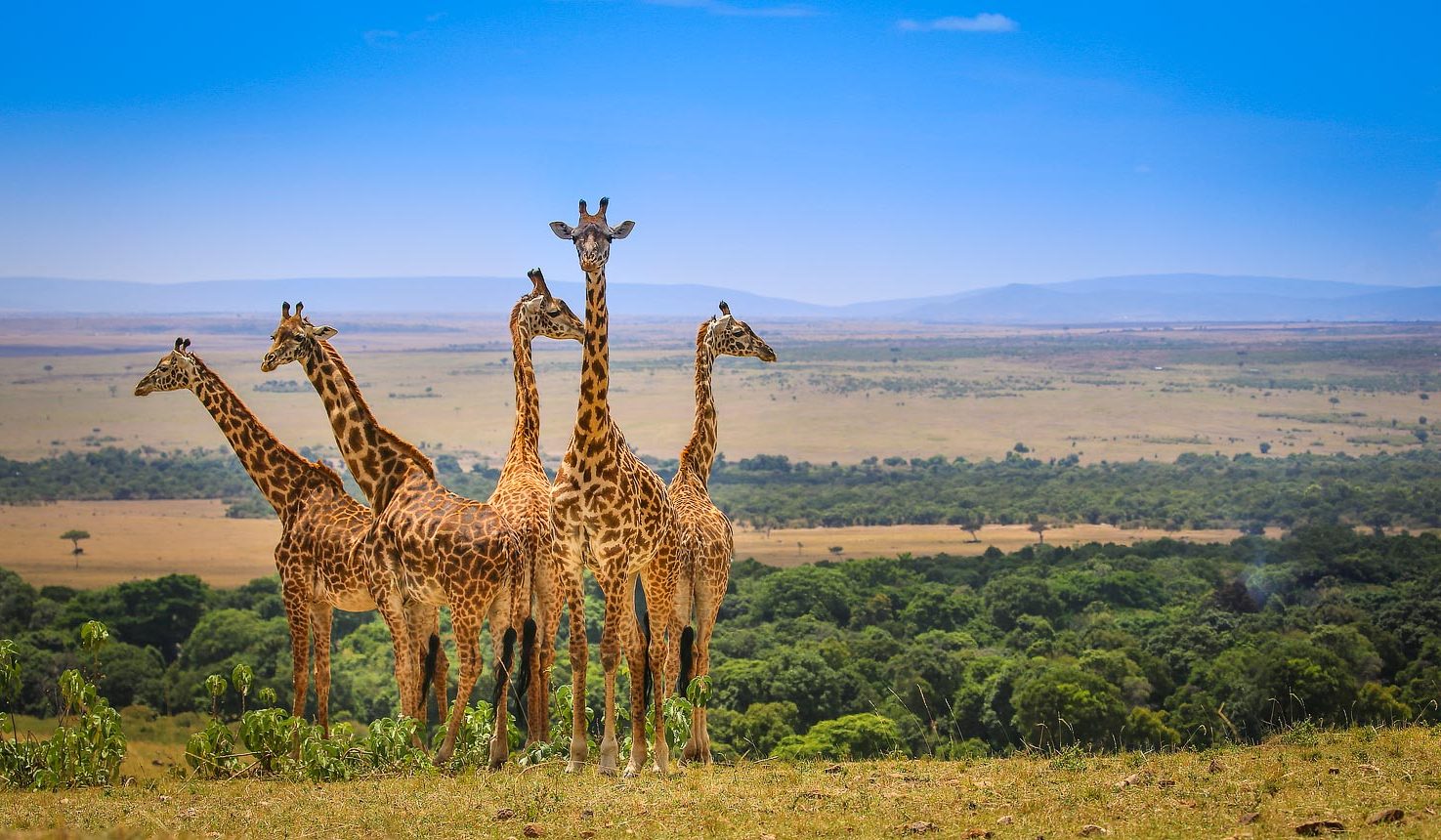 Maasai Mara Adventure: A Journey through Kenya’s Iconic Wildlife Haven
