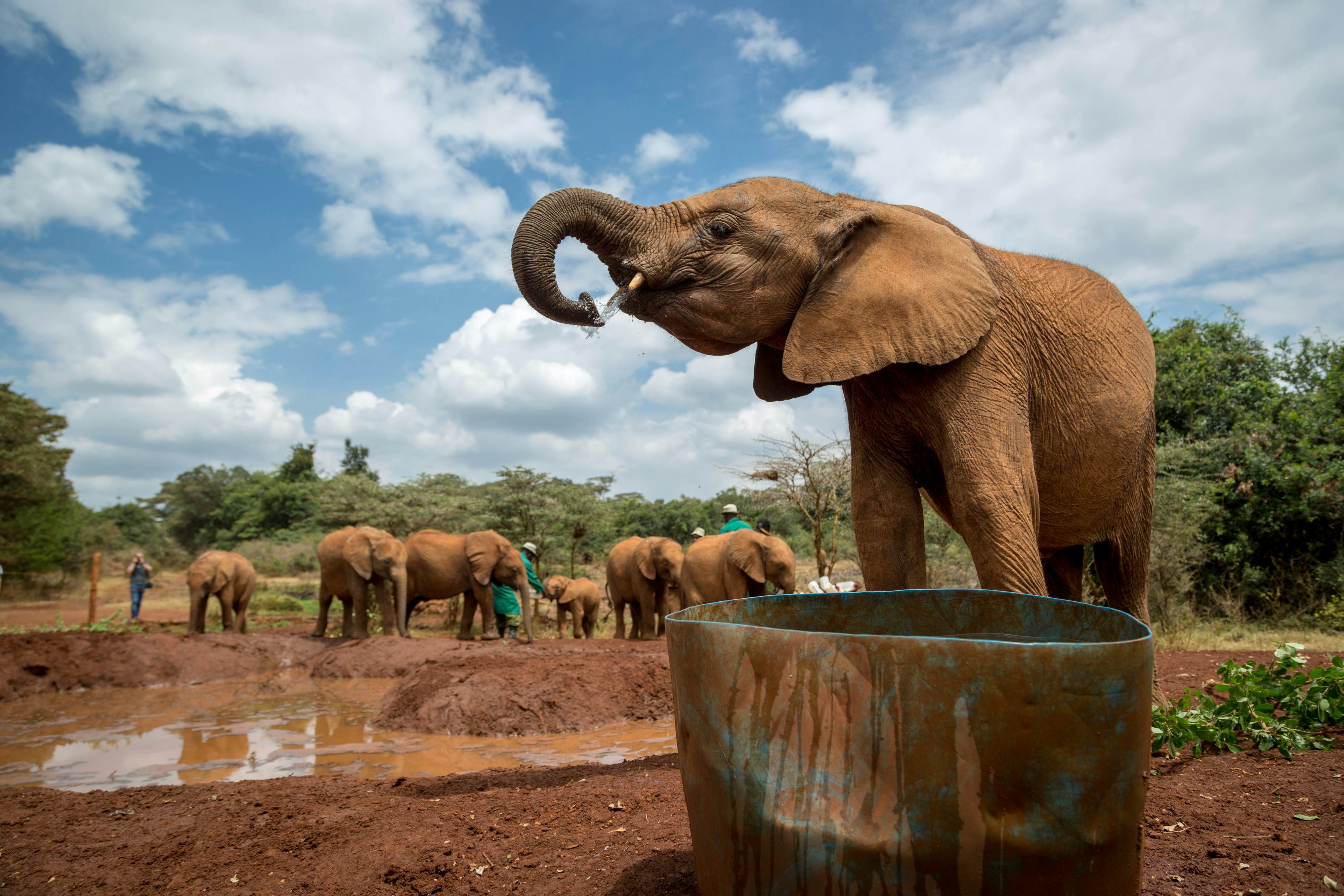 Sheldrick Elephant Orphanage – Conservation in Action