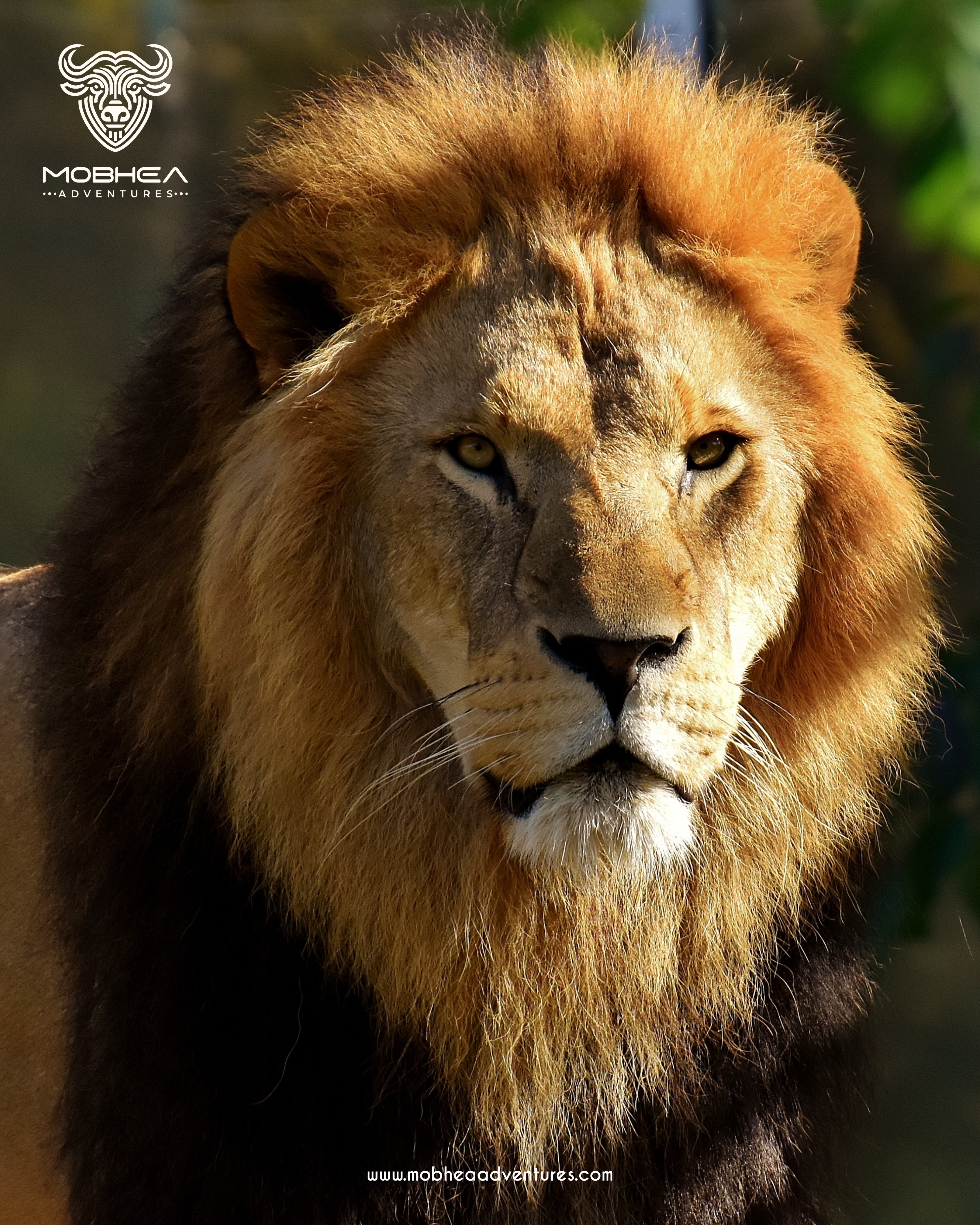 Maasai Mara Adventure